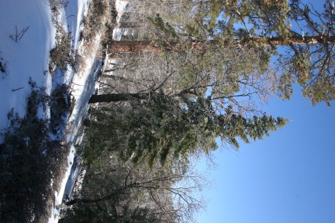 1996 Ford Bronco - A winter scene in a forest with snow covering the ground and trees.