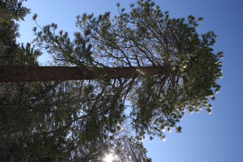1996 Ford Bronco - A low-angle shot captures a tall pine tree with its branches reaching towards the bright blue sky, illuminated by the sun.
