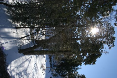 1996 Ford Bronco - A winter scene with snow on the ground and trees, illuminated by the sun.