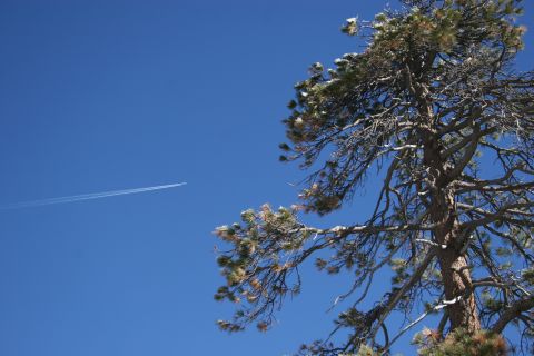 1996 Ford Bronco - An airplane leaves a contrail across a clear blue sky, with the branches of a snow-dusted pine tree framing the scene.