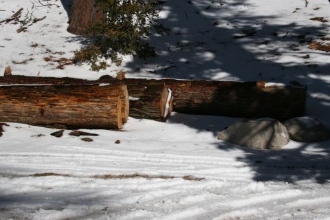 1996 Ford Bronco - Fallen logs lie on the snow-covered ground, with tire tracks visible in the foreground.
