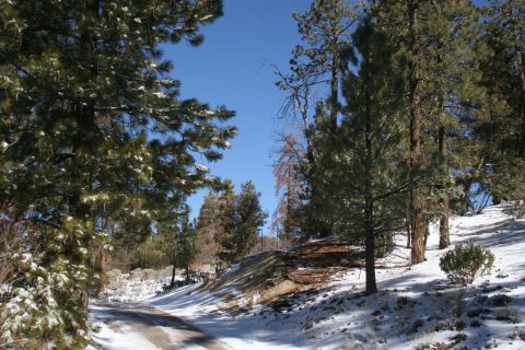 1996 Ford Bronco - A winter scene on a mountain road with snow-covered trees and a clear blue sky.