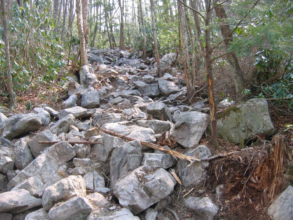 Rocky forest path with trees and fallen branches