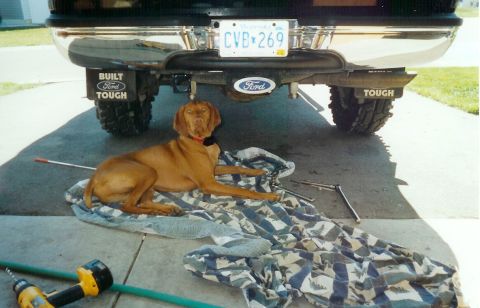 1993 Ford Bronco - Dog rests under the rear of a 1993 Ford Bronco during what appears to be maintenance.