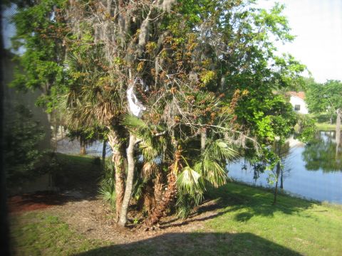 1986 Ford Bronco - A tranquil scene with lush vegetation bordering a body of water under a bright sky.