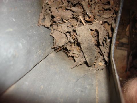 1983 Ford Bronco - this was one reason i changed the front cowl as it allows alot of leaves and dirt in the cowls and rot out the fender.