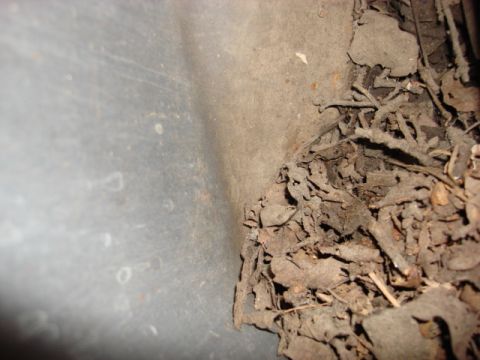 1983 Ford Bronco - i vaccumed out the leaves and dirt. thius should not be an issue any more. you can see the junk.