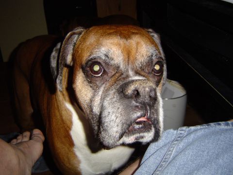1989 Ford Bronco - A boxer dog looks towards the camera with its tongue slightly out.