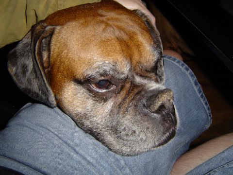 1989 Ford Bronco - A boxer dog rests its head on a person's lap, with its face filling most of the frame.