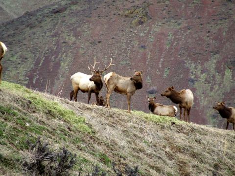 1976 Ford F-150 - A herd of elk grazes on a hillside, with a bull elk prominently featured among the group.