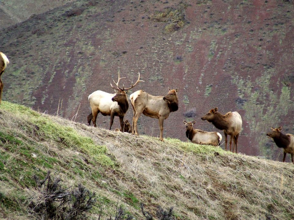 Several elk, including a bull with large antlers, stand and lie on a grassy slope with a rocky hillside in the background