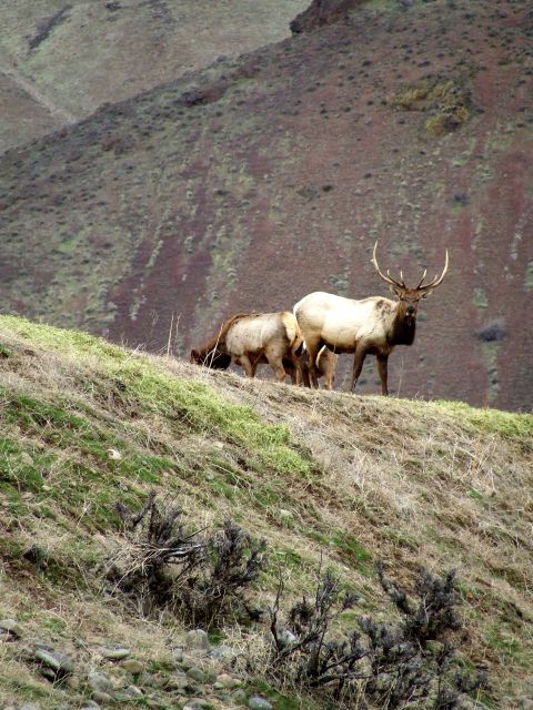 1976 Ford F-150 - A bull elk and two cows graze on a grassy hillside with a mountainous backdrop.