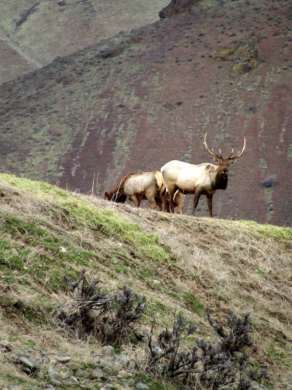 Bull elk with large antlers stands on a grassy hillside, facing the camera, with two cows grazing nearby