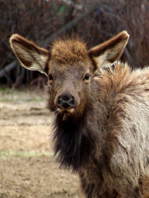 1976 Ford F-150 - An elk calf looks directly at the camera, its large ears prominent against a blurred background.