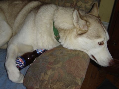 1992 Ford Bronco - A husky dog appears to be relaxing with a bottle of Miller Lite, resting its head on a patterned cushion.