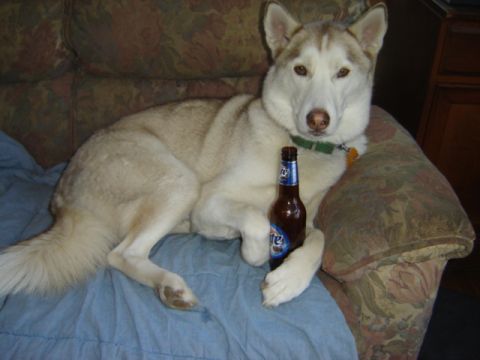 1992 Ford Bronco - Husky dog relaxing on a couch with a beer bottle.