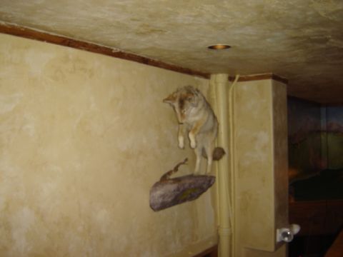 1992 Ford Bronco - A taxidermied coyote is mounted on a rock against a textured wall.