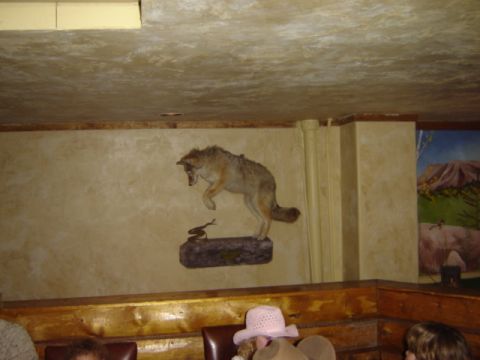 1992 Ford Bronco - A taxidermied coyote and snake diorama is displayed on a wall in what appears to be a restaurant or lodge.