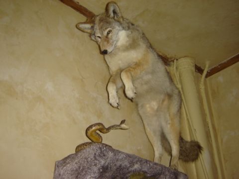 1992 Ford Bronco - Diorama a taxidermied coyote and snake.