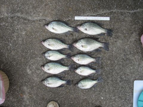 1988 Ford Bronco - Logan Martin crappie. Two were 13". Two were 12". Smallest was 10".