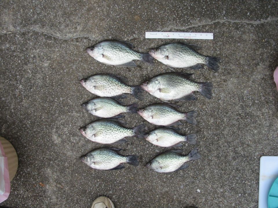 Logan Martin crappie. Two were 13". Two were 12". Smallest was 10".