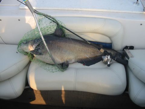 1988 Ford Bronco - Logan Martin 36" blue catfish caught on red/white crappie jig while trolling in 12 feet of water on a zebco reel.
