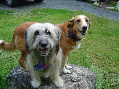 1996 Ford Bronco - Two happy dogs pose for a photo on a large rock in a yard.
