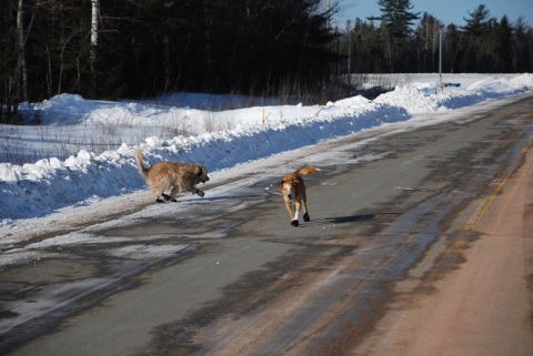 1996 Ford Bronco - Two dogs run on a road covered in patches of snow and ice, with snowbanks lining the side.