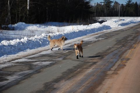 1996 Ford Bronco - Two dogs trot along a rural road in winter, their paws protected by boots.