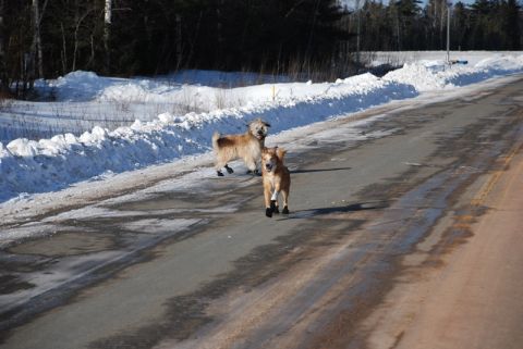 1996 Ford Bronco - Two dogs wearing boots run on a wet, icy road with snowbanks on the side.
