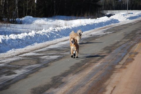1996 Ford Bronco - Two dogs enjoy a run on a wet, wintry road, with one dog sporting protective booties.
