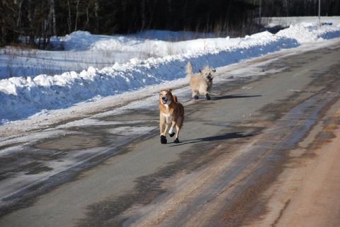 1996 Ford Bronco - Two dogs run down a road in the snow, both wearing protective booties.
