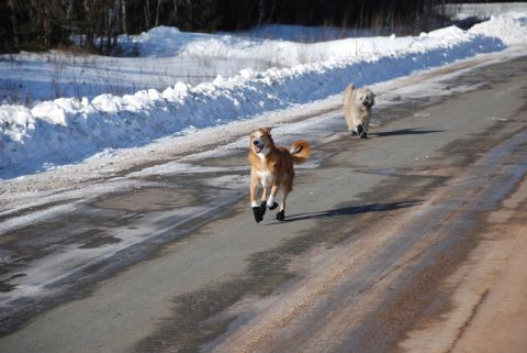 1996 Ford Bronco - Two dogs are running down a road in a snowy environment, both wearing protective booties on their paws.