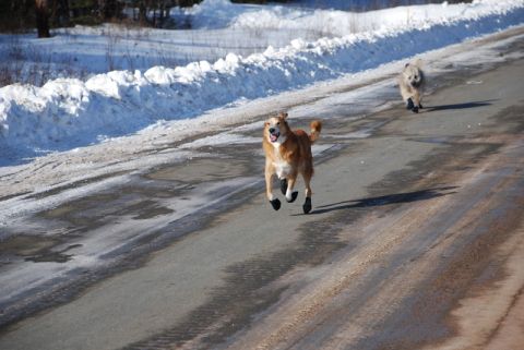 1996 Ford Bronco - Two dogs run down a road in the snow, each wearing protective boots.