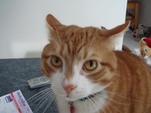 1996 Ford Bronco - A close-up of an orange tabby cat's face, with its yellow eyes looking directly at the camera.