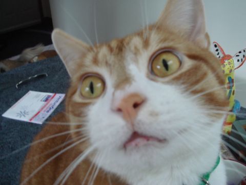 1996 Ford Bronco - Close-up of an orange tabby cat's face, with a partially visible envelope in the background.