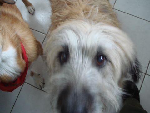 1996 Ford Bronco - Two dogs are looking up at the camera, one is in focus and the other is partially visible.