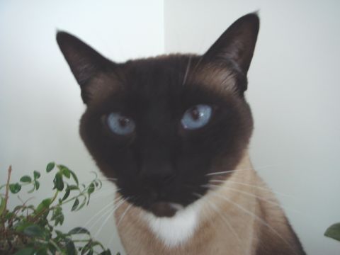1996 Ford Bronco - A close-up of a Siamese cat's face, highlighting its striking blue eyes and dark facial mask.