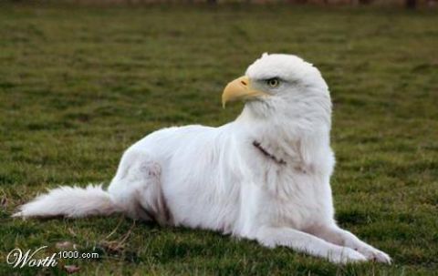 2003 Jeep TJ - A creature with the head of an eagle and the body of a white dog rests on a grassy field. The 'Worth1000.com' watermark is visible in the l…