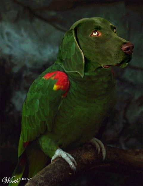 2003 Jeep TJ - This surreal image combines a dog's head with a parrot's body, perched on a dark branch.