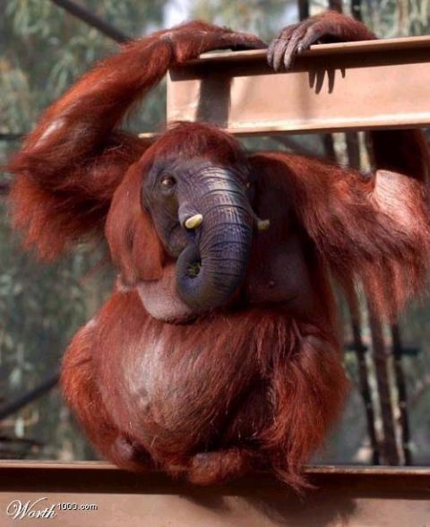 2003 Jeep TJ - A bizarre composite image shows an orangutan's body with an elephant's head and tusks.