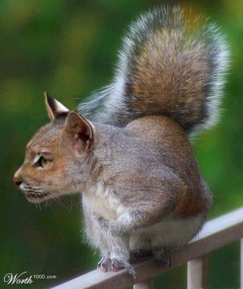 2003 Jeep TJ - A squirrel with the face of a cat is perched on a railing against a blurred green background.