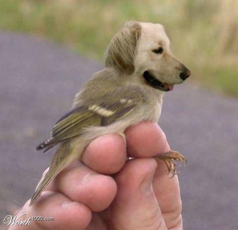 2003 Jeep TJ - A composite image shows a bird with the head of a dog, held by fingers.