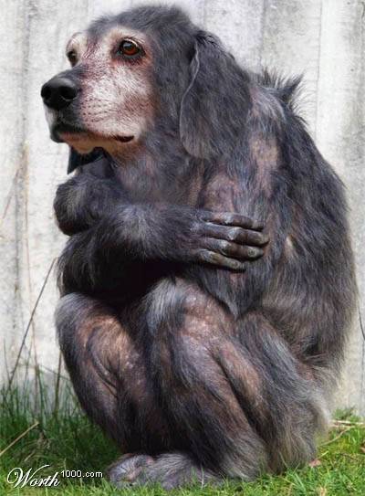 2003 Jeep TJ - A composite image depicts a creature with the head of an old dog and the body of a primate, seated outdoors.
