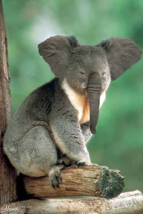 2003 Jeep TJ - A koala is digitally altered to have an elephant's trunk and large ears, sitting on a tree branch.