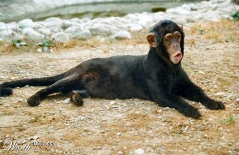 2003 Jeep TJ - A bizarre hybrid creature with a chimpanzee's face and a black panther's body rests on the ground.