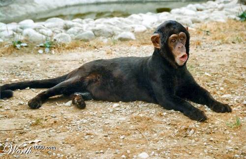 Chimpanzee face on black panther body lying on dirt ground