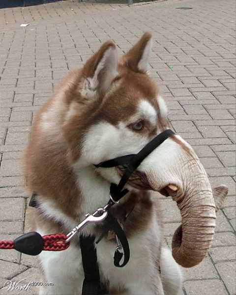 2003 Jeep TJ - A dog has been photoshopped to have an elephant's trunk instead of its nose.