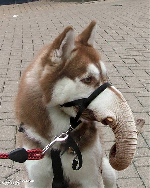 Husky dog with an elephant trunk attached to its face, wearing a harness and leash