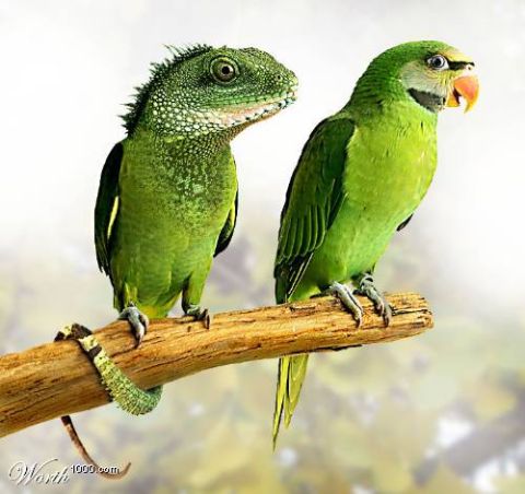 2003 Jeep TJ - A lizard and a parrot share a perch against a blurred background.